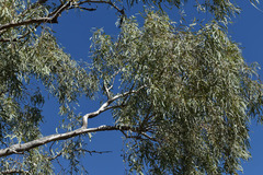Eucalyptus microtheca