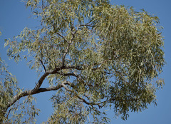 Eucalyptus microtheca