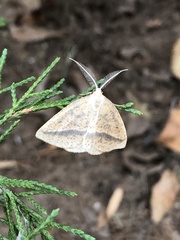 Lychnosea intermicata