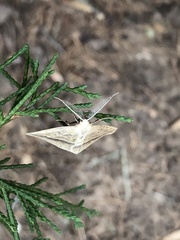 Lychnosea intermicata