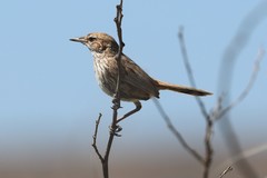 Calamanthus campestris