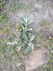 Pterocaulon