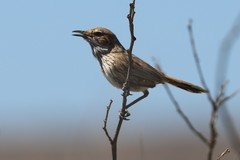 Calamanthus campestris