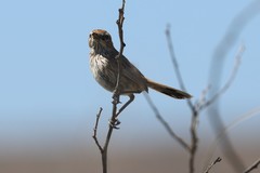 Calamanthus campestris
