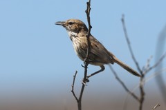 Calamanthus campestris