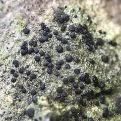 Bilimbia sabuletorum