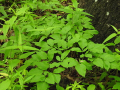 Ligusticum canadense