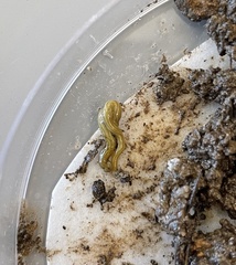 Diversibipalium multilineatum