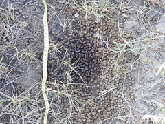 Mazama gouazoubira
