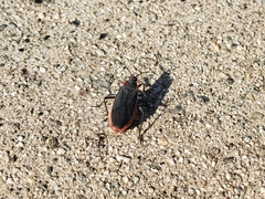 Jadera haematoloma