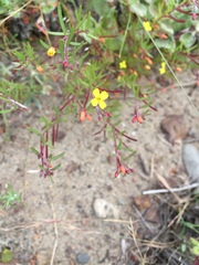 Camissonia strigulosa