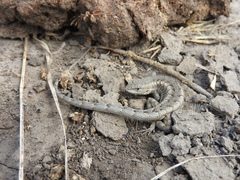 Liolaemus chacoensis