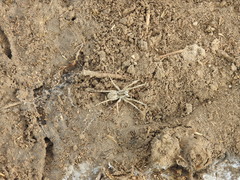Pavocosa