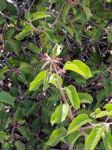 Rhus ovata