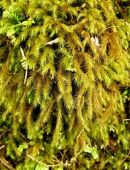 Echinodiopsis hispida