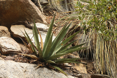 Agave moranii