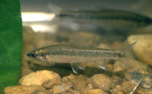 Ansorge's darter tetra (Nannocharax ansorgii) — Distichodontidae — 4
