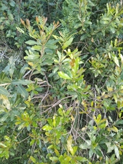Lithraea brasiliensis