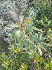 Lithraea brasiliensis
