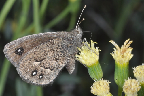 Faunula patagonica