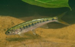 Senegal Minnow photo 1