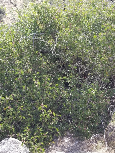 Rhus ovata