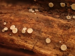Lasiobelonium variegatum