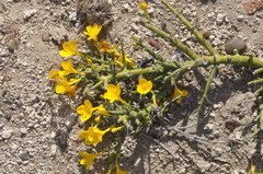 Menodora robusta