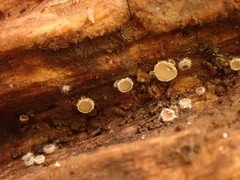 Lasiobelonium variegatum