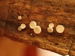 Lasiobelonium variegatum