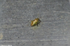 Dagbertus
