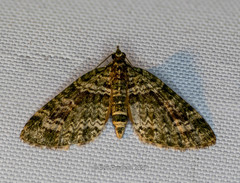 Chloroclystis rubroviridis