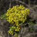 Oregon Grape