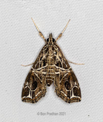 Paracymoriza