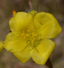 Portulaca filifolia