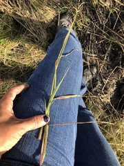 Paspalum denticulatum