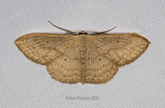 Scopula