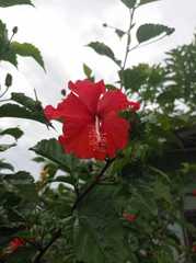 Hibiscus × archeri