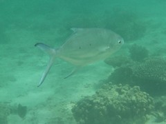 Trachinotus baillonii