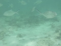 Trachinotus baillonii