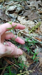 Galium uniflorum