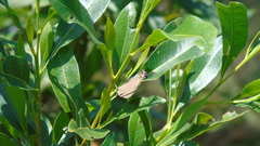 Parrhasius moctezuma