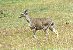 Odocoileus virginianus ustus