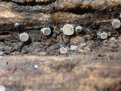 Lasiobelonium variegatum