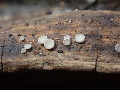 Lasiobelonium variegatum