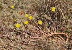 Portulaca filifolia