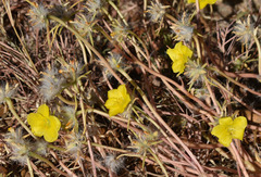 Portulaca filifolia