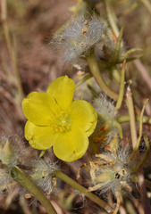 Portulaca filifolia