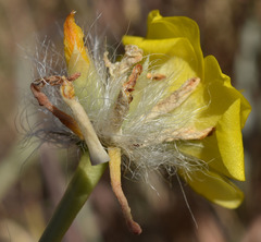 Portulaca filifolia