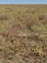 Portulaca filifolia
